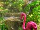 Chambre d'hôtes à Calcatoggio, la côte ouest, en Corse du Sud, labellisé Gîtes de France : notre ami flamand rose !! Chambre d'hôtes à Calcatoggio, la côte ouest, en Corse du Sud, labellisé Gîtes de France : notre ami flamand rose !!